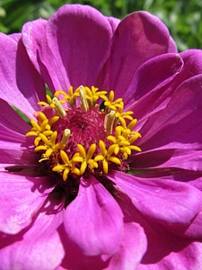 Beautiful beautiful flowers bloom