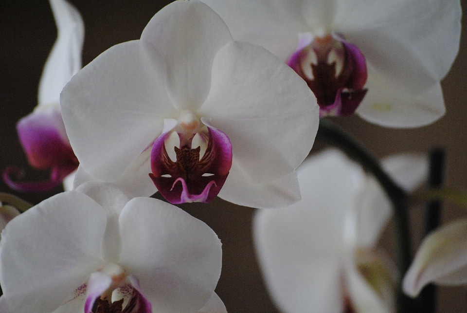 Beautiful beautiful flowers bloom