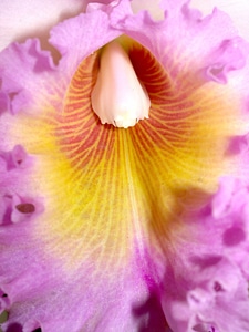 Beautiful beautiful flowers blooming