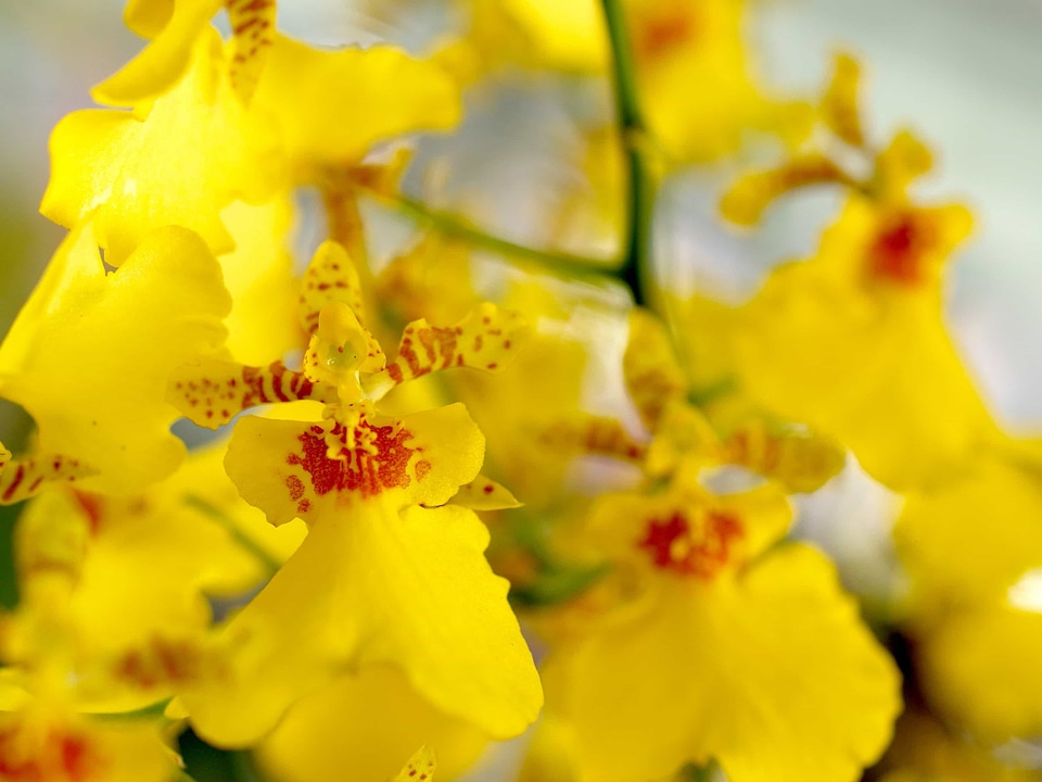 Beautiful Flowers blooming blossom