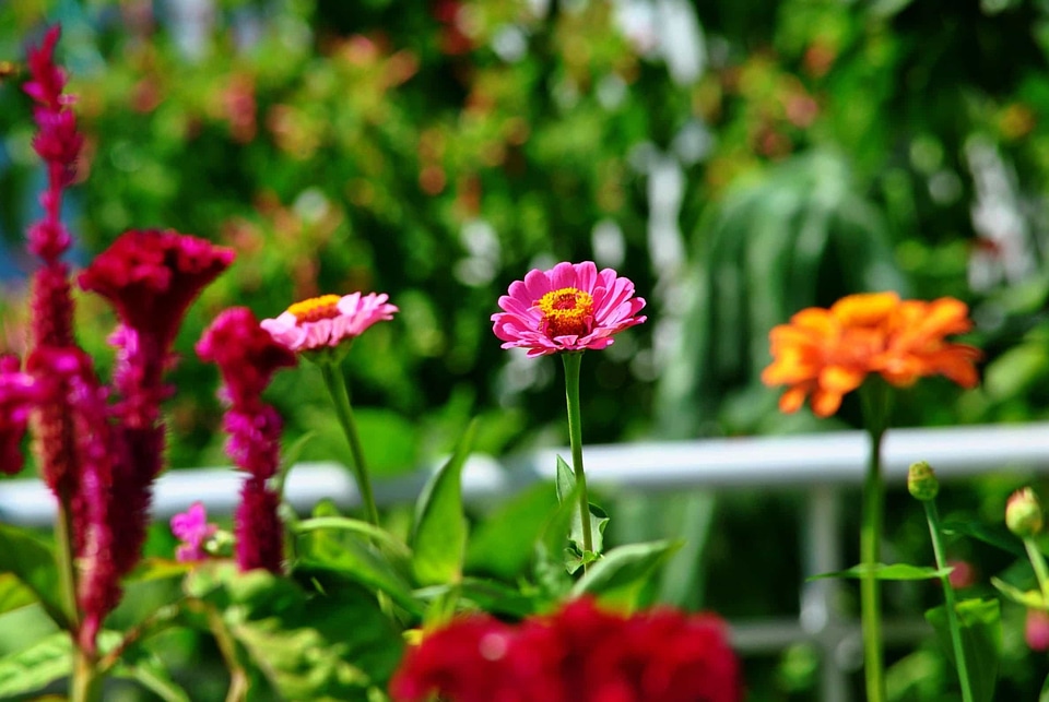 Beautiful Flowers bloom blooming