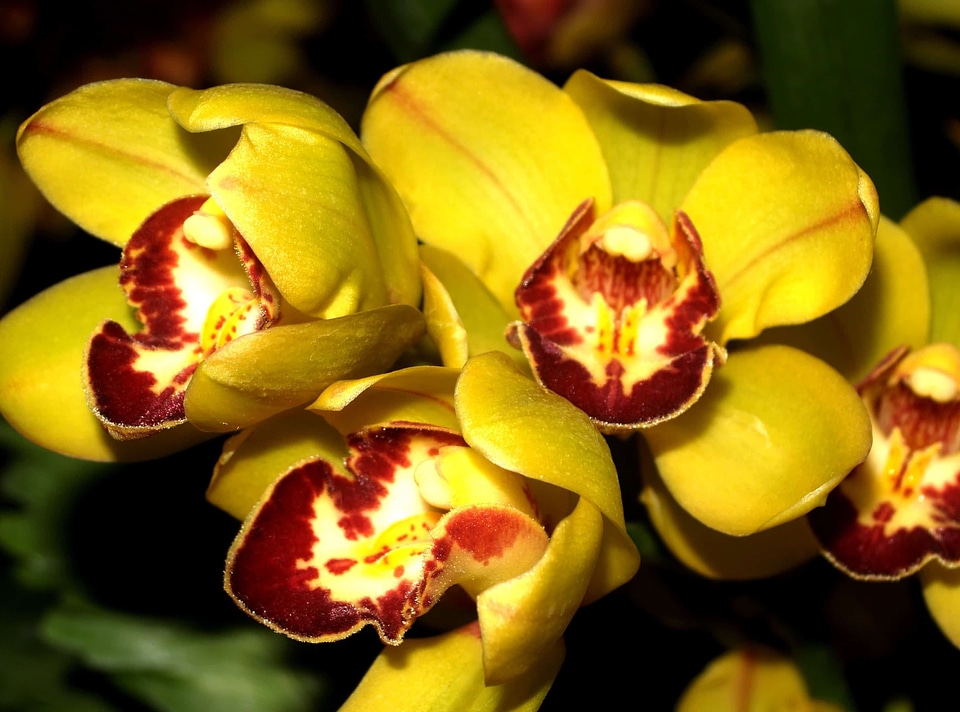 Beautiful beautiful flowers blooming