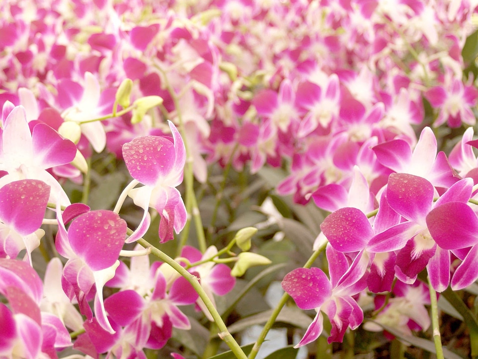 Beautiful beautiful flowers bloom