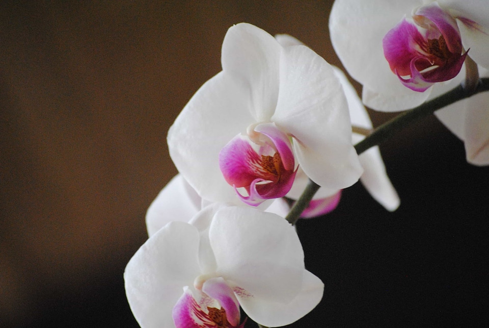 Beautiful beautiful flowers bloom