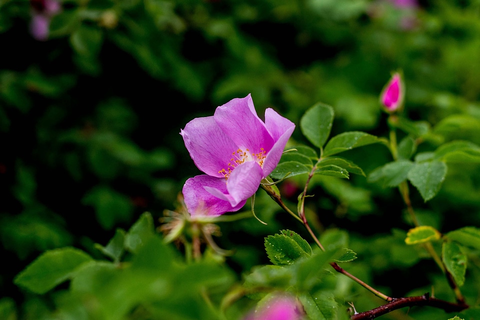 Beautiful Flowers bloom blooming