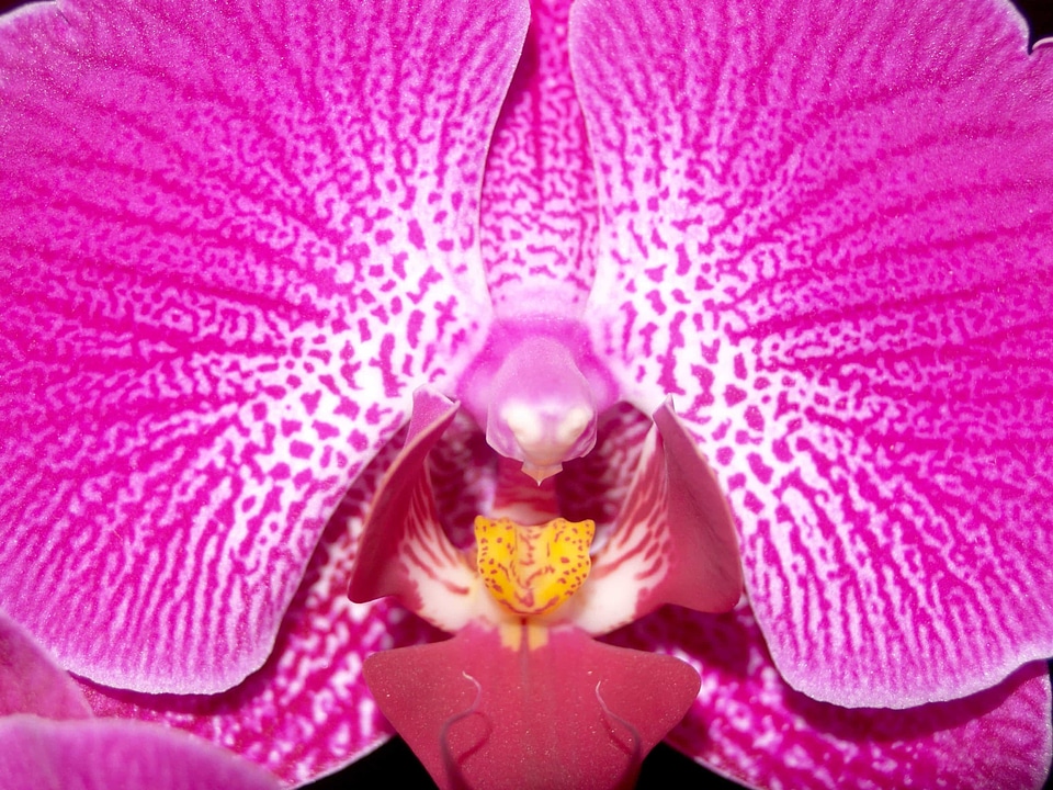 Beautiful beautiful flowers blooming