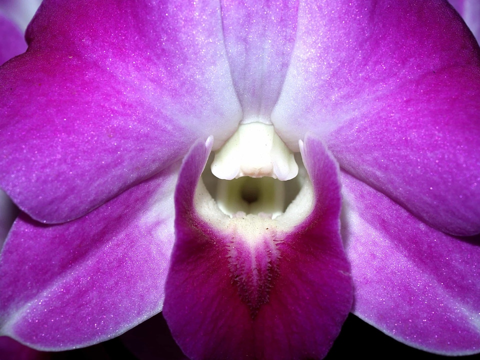 Beautiful beautiful flowers bloom