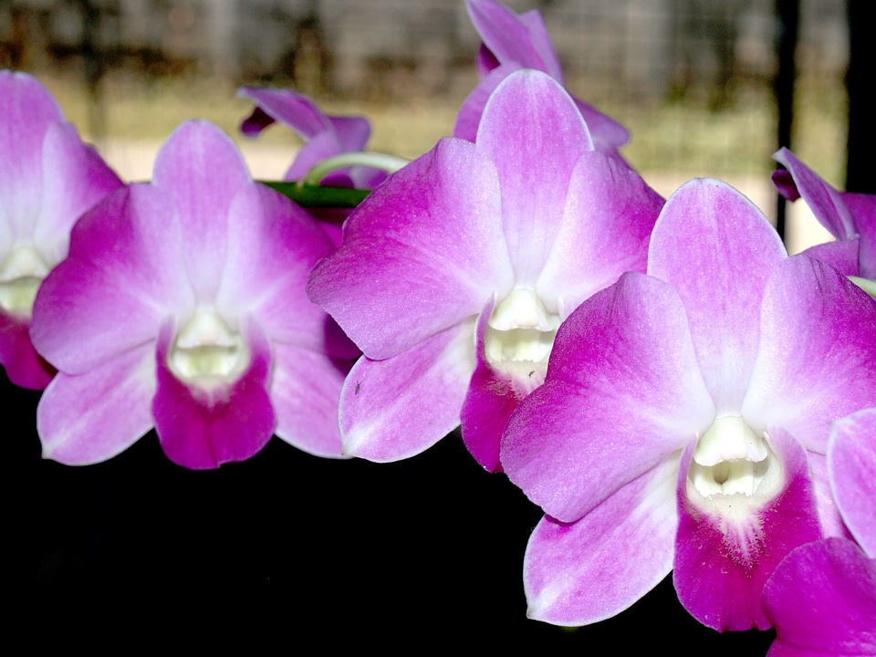 Beautiful beautiful flowers beautiful photo