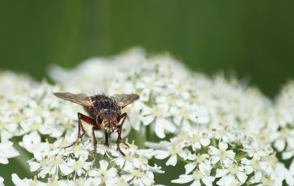 Animal arthropod beautiful flowers