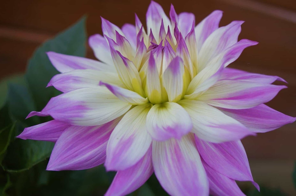 Beautiful beautiful flowers beautiful photo