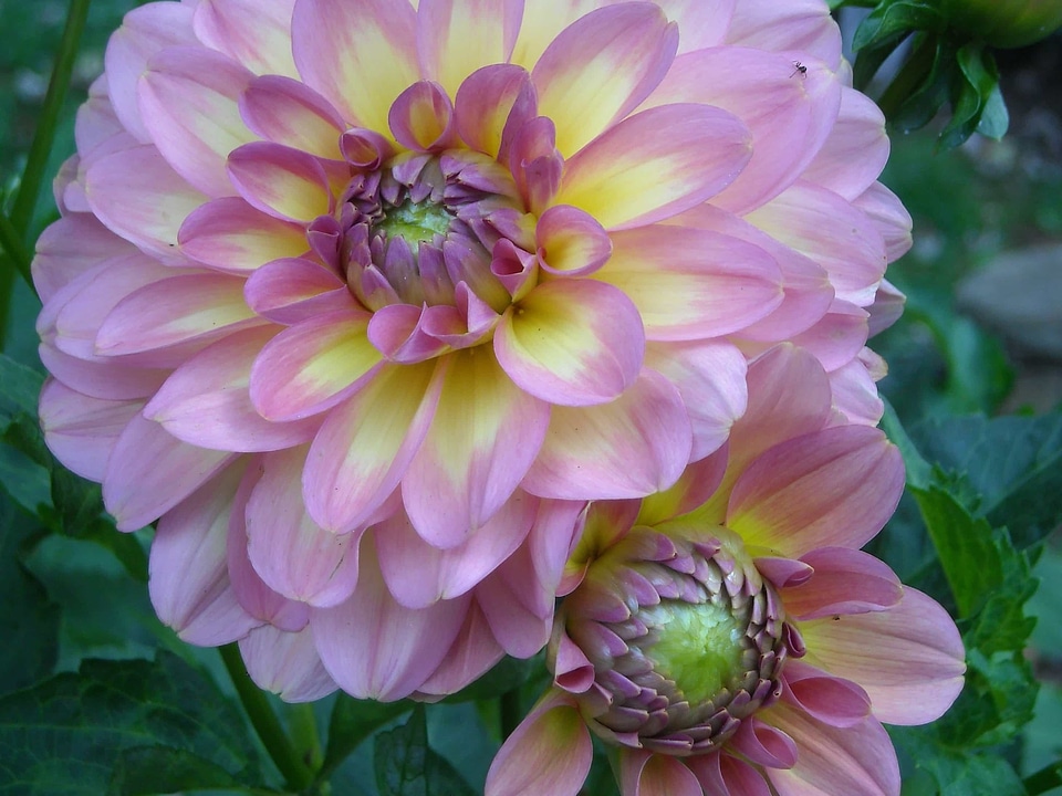 Beautiful beautiful flowers beautiful photo