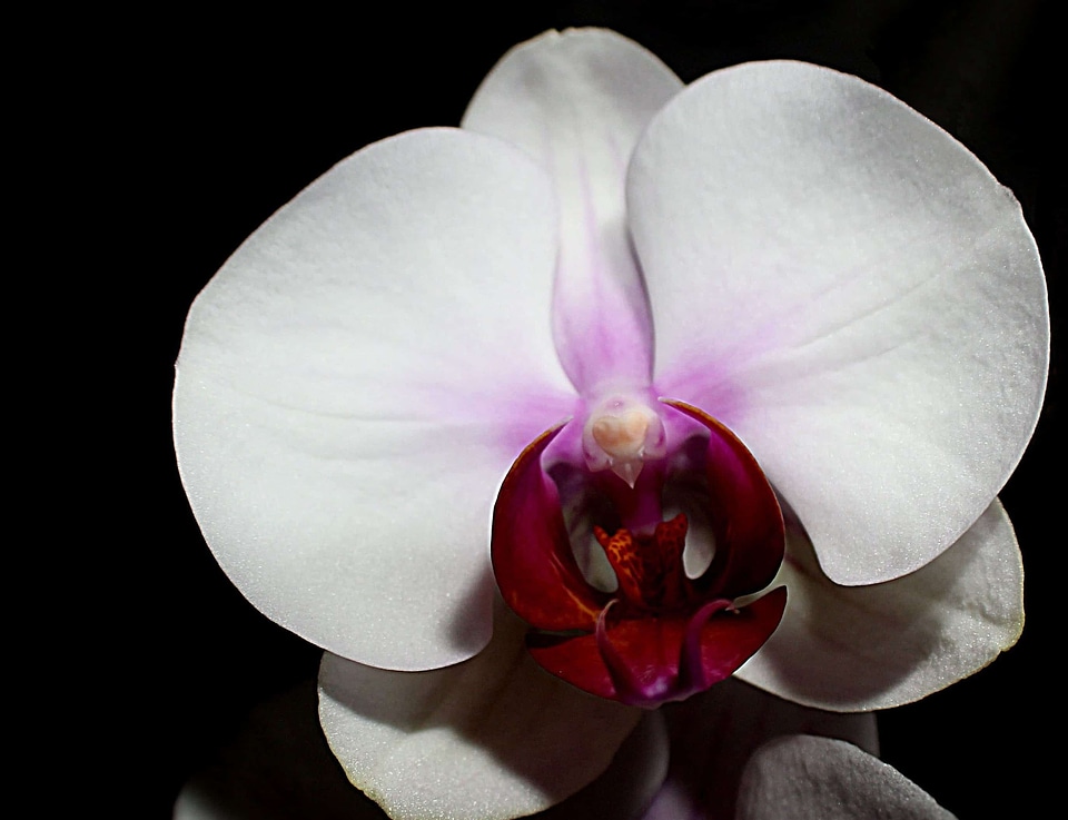 Beautiful beautiful flowers bloom