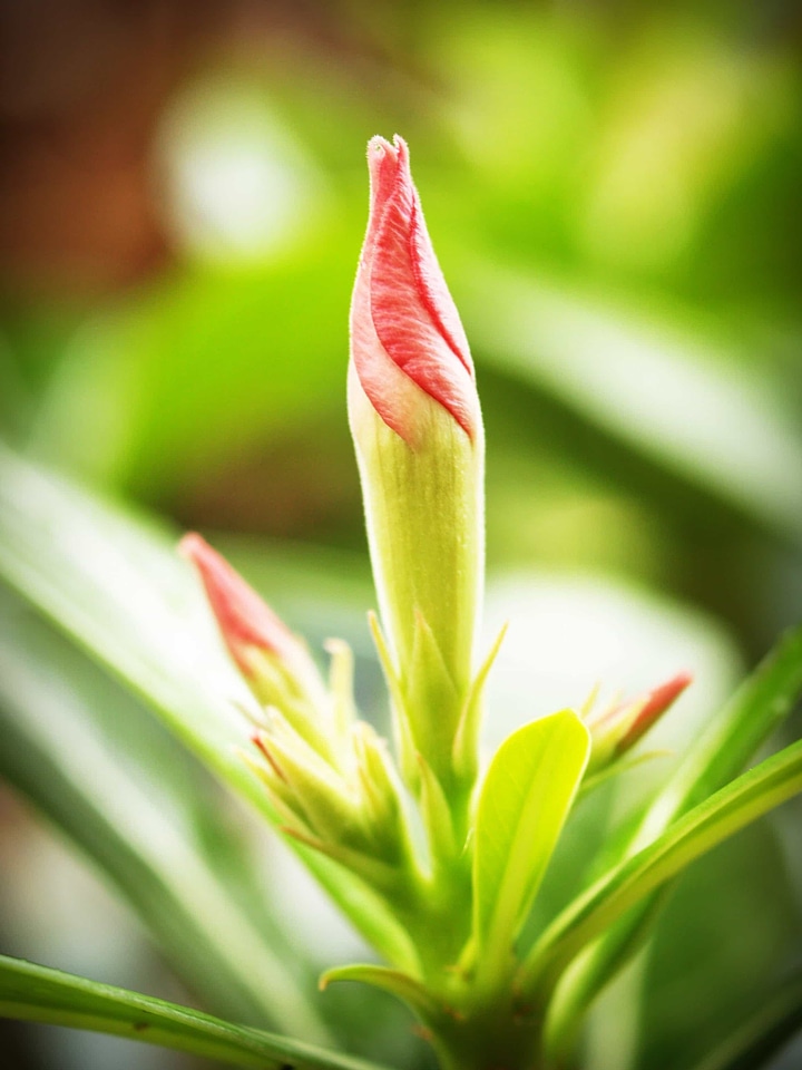 Beautiful Flowers blooming blossom