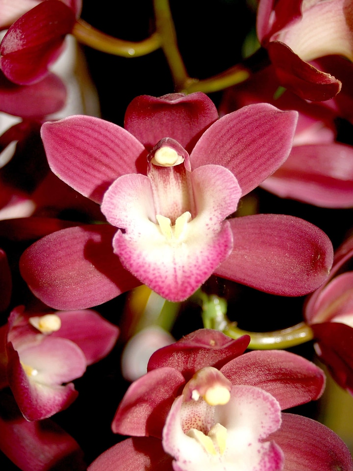 Beautiful beautiful flowers blooming