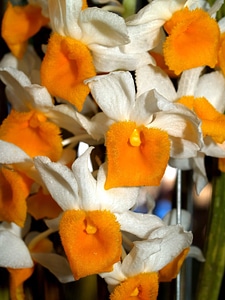 Beautiful Flowers blooming blossom