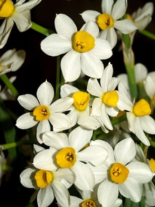 Beautiful Flowers bloom blooming