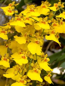 Autumn autumn season beautiful flowers