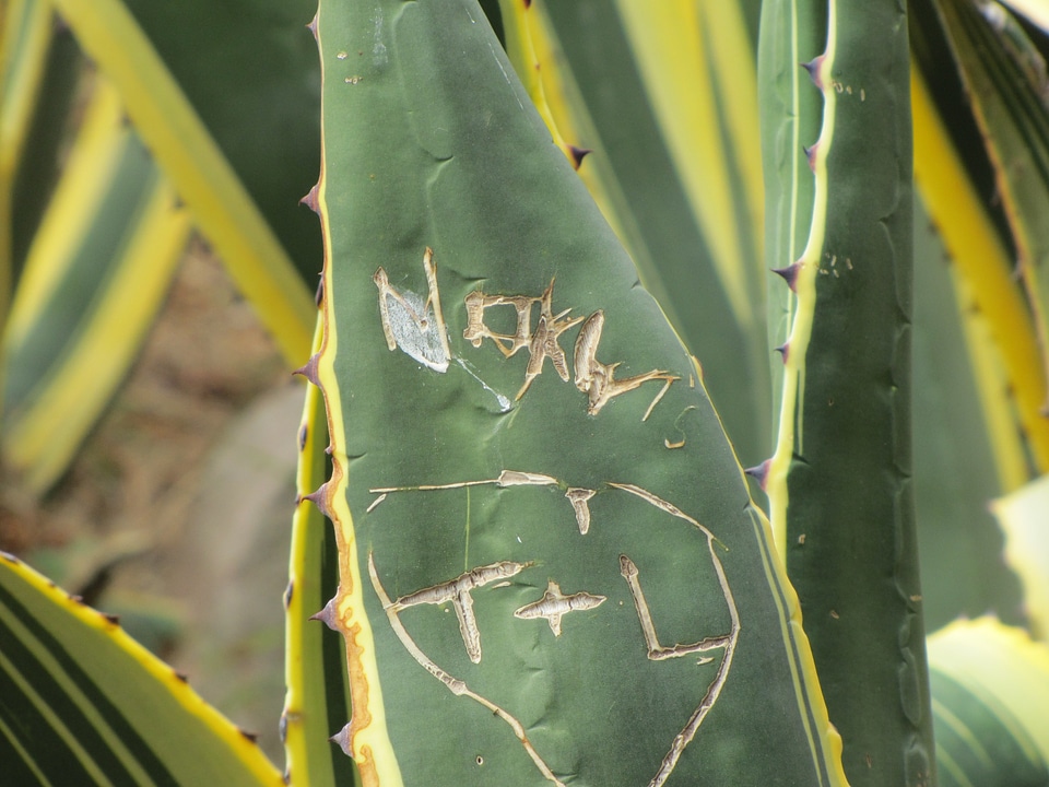 Nature agave engraved