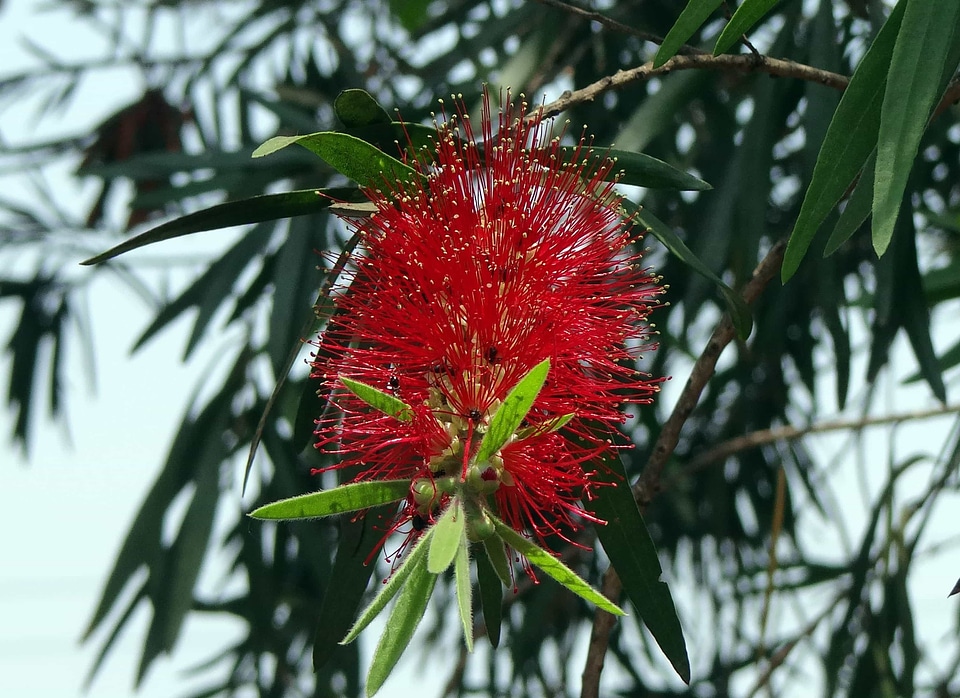 Branch brush detail