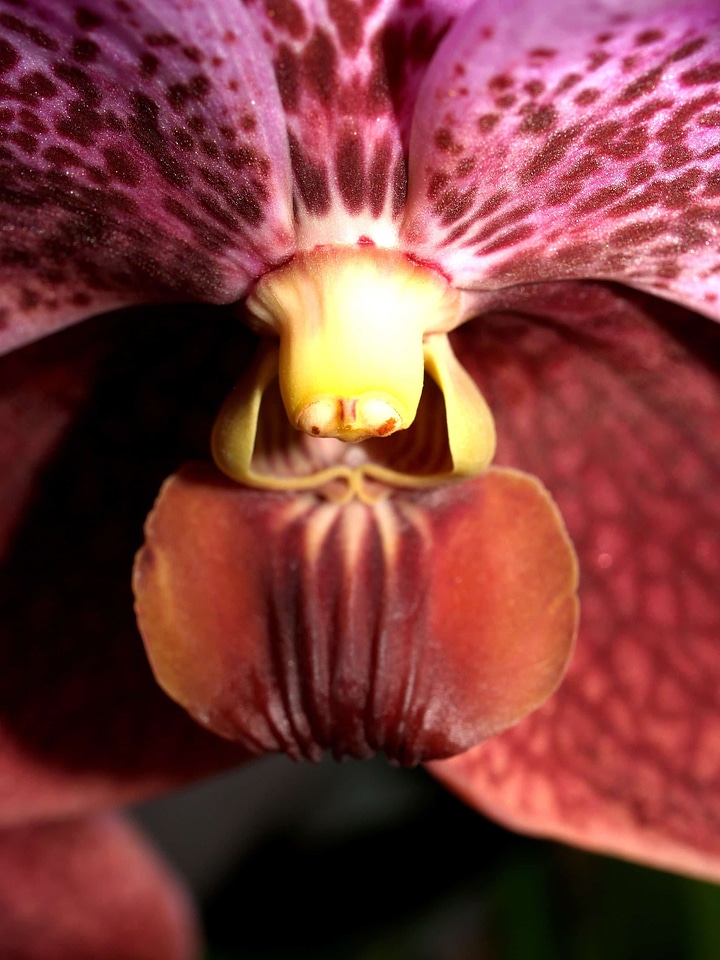 Beautiful Flowers biology blooming