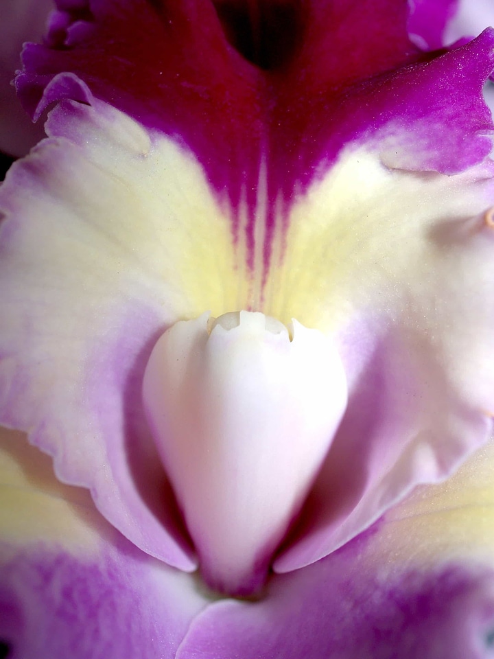 Aromatherapy beautiful beautiful flowers