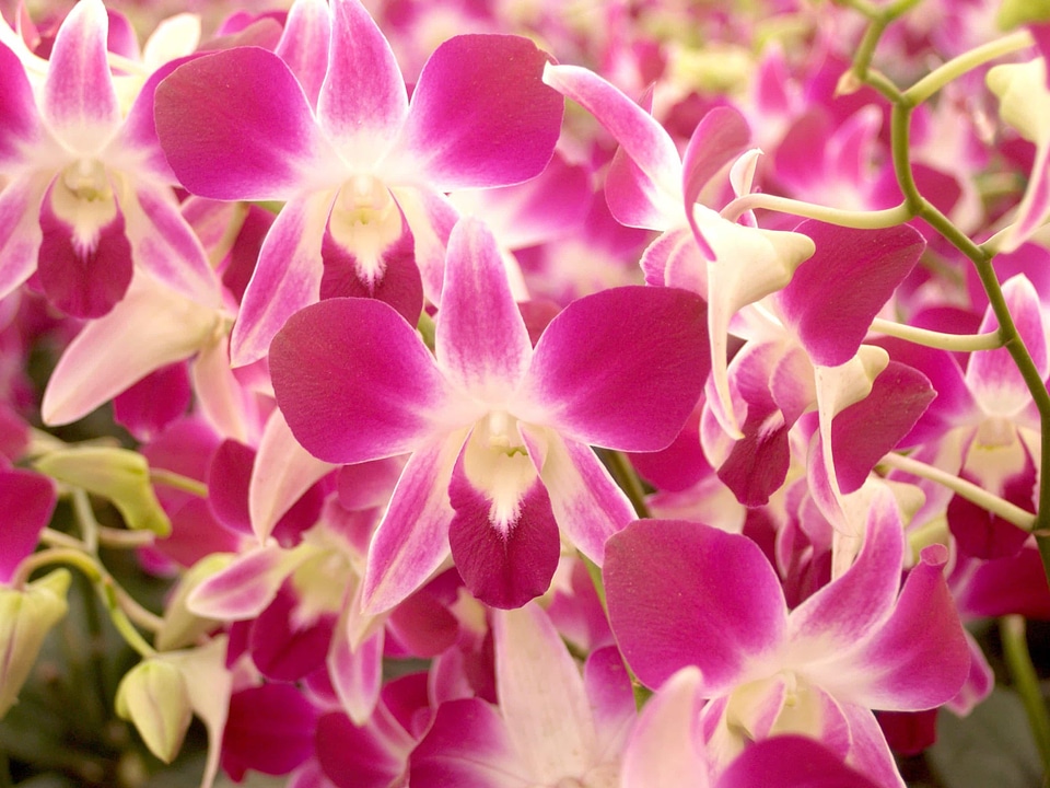 Beautiful beautiful flowers beautiful photo