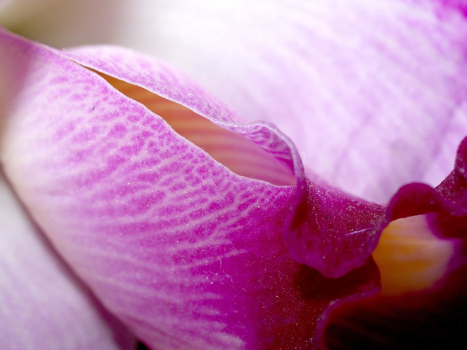 Beautiful beautiful flowers bloom