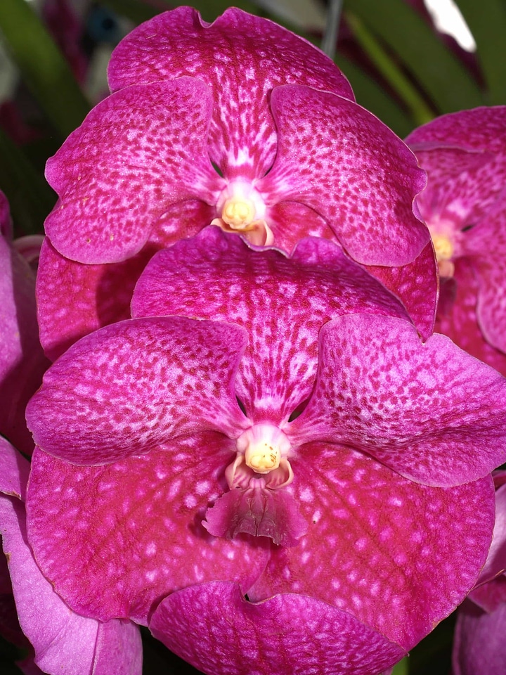 Beautiful beautiful flowers bloom