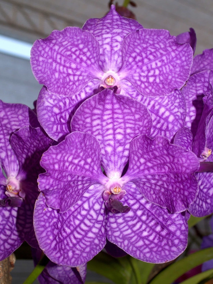 Beautiful beautiful flowers bloom