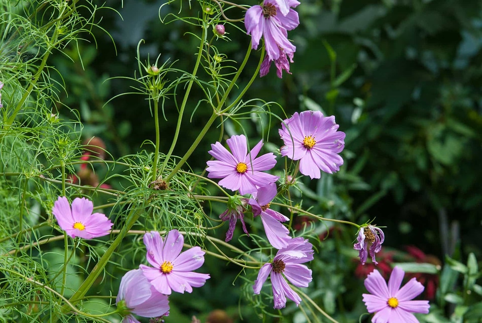 Beautiful Flowers bloom blooming