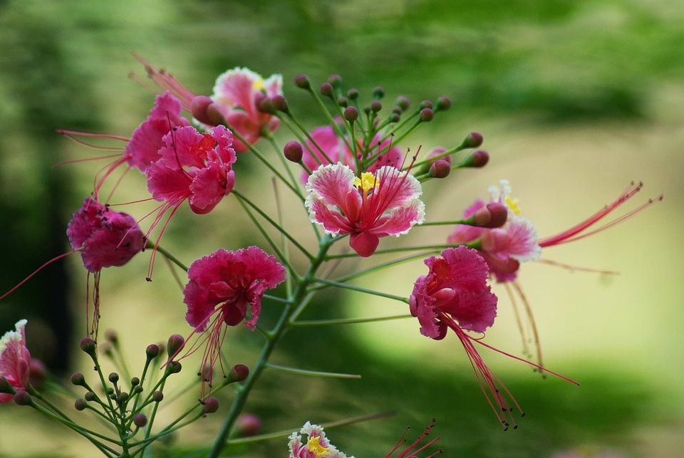 Beautiful Flowers blooming blossom