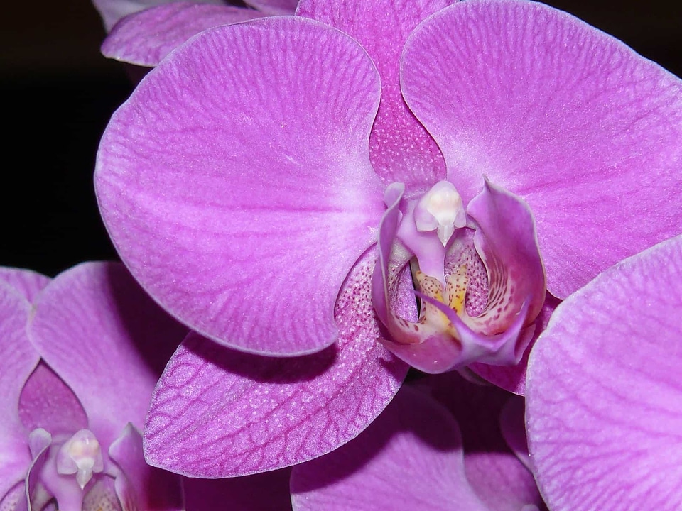 Beautiful beautiful flowers bloom