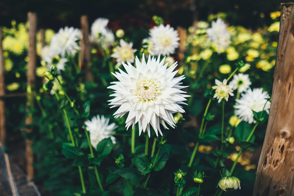 Beautiful Flowers bloom blooming