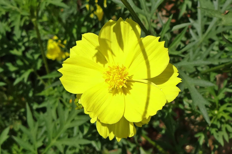 Agriculture beautiful flowers blooming