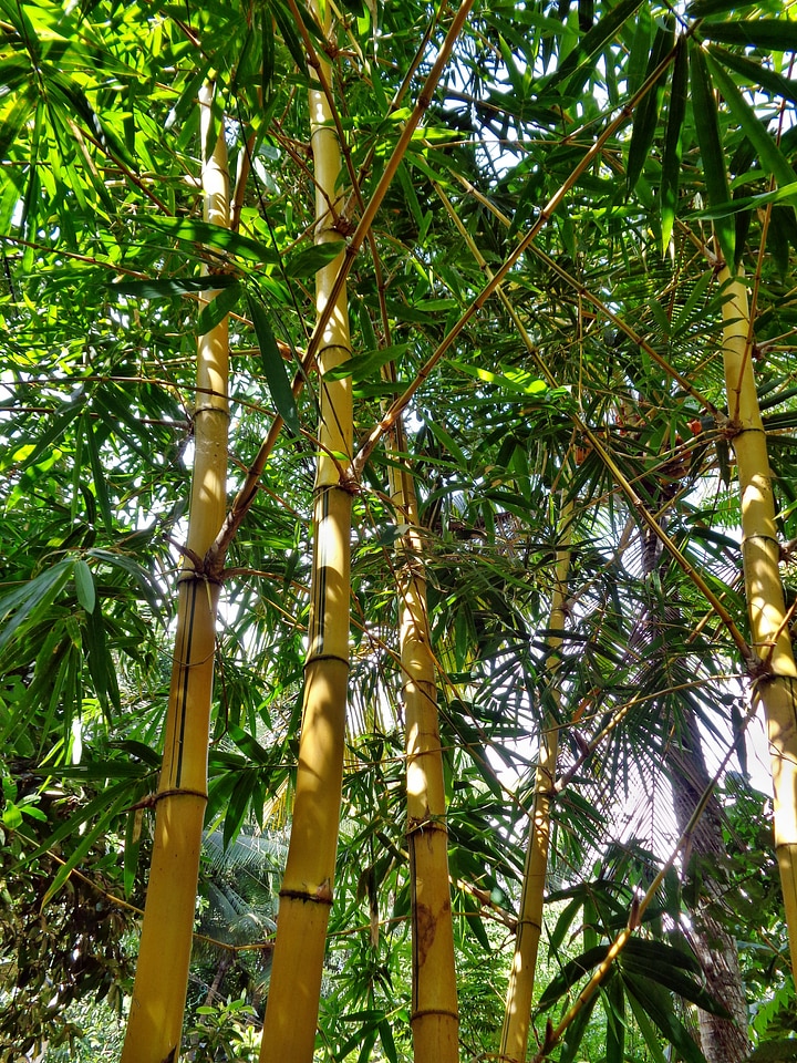 Green tree plant