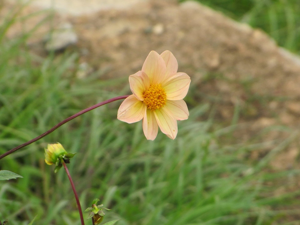 Beautiful Flowers bloom blooming