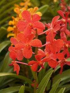 Beautiful beautiful flowers blooming