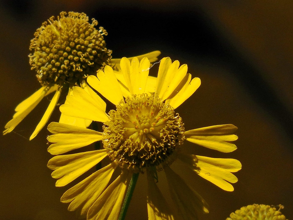Beautiful Flowers blooming blossom
