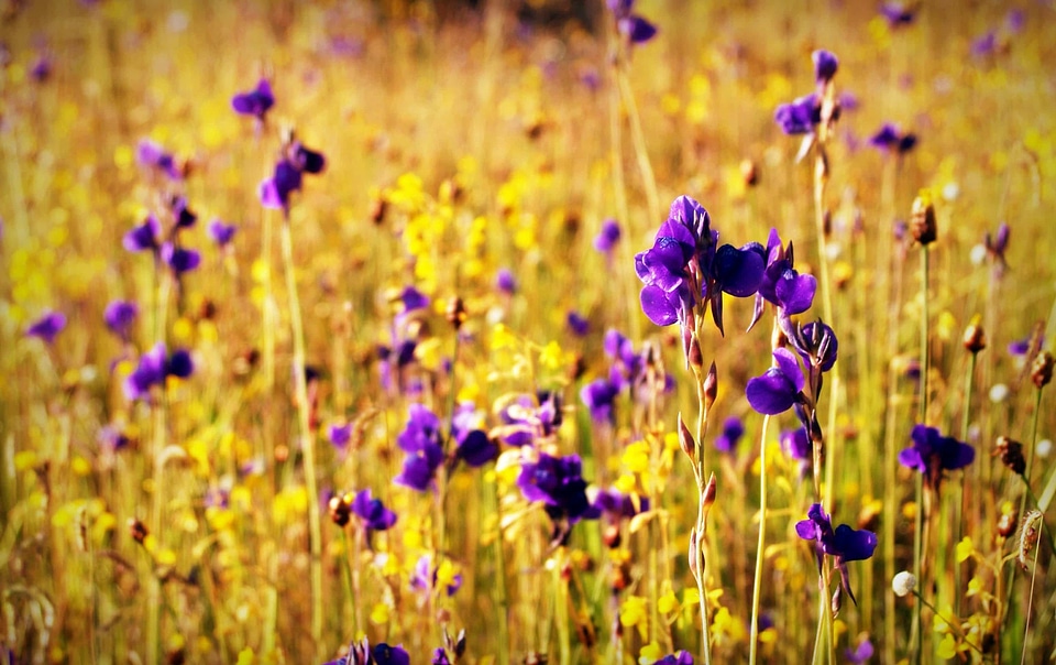 Beautiful Flowers bloom blooming