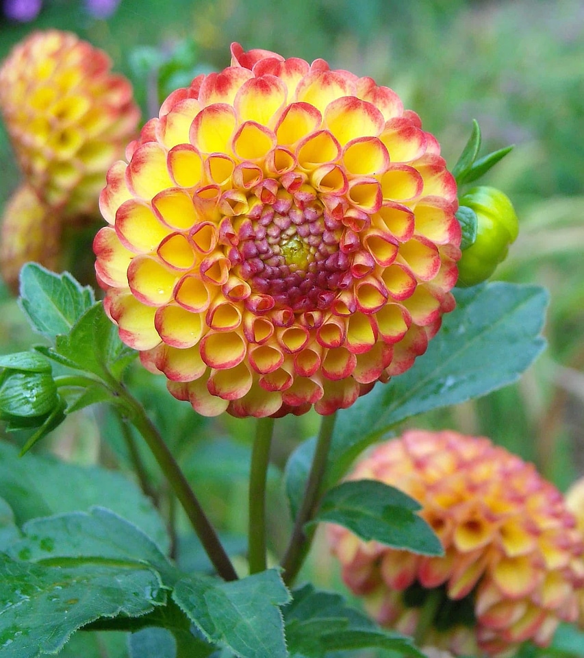 Beautiful Flowers blooming blossom