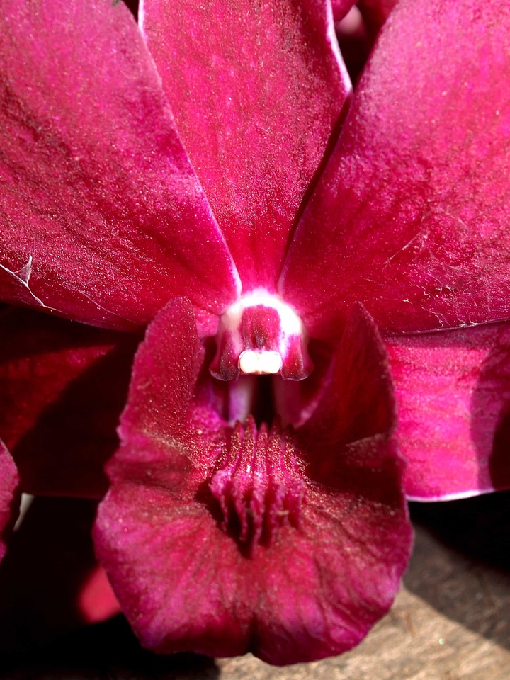 Beautiful beautiful flowers bloom