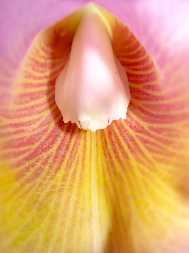 Beautiful Flowers blooming blossom