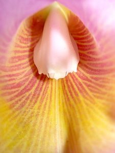 Beautiful Flowers blooming blossom