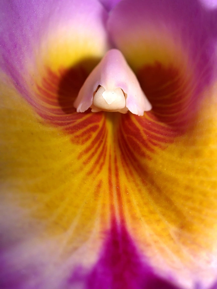 Beautiful beautiful flowers blooming
