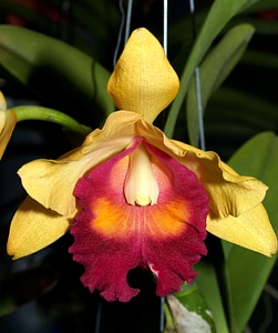Beautiful beautiful flowers blooming