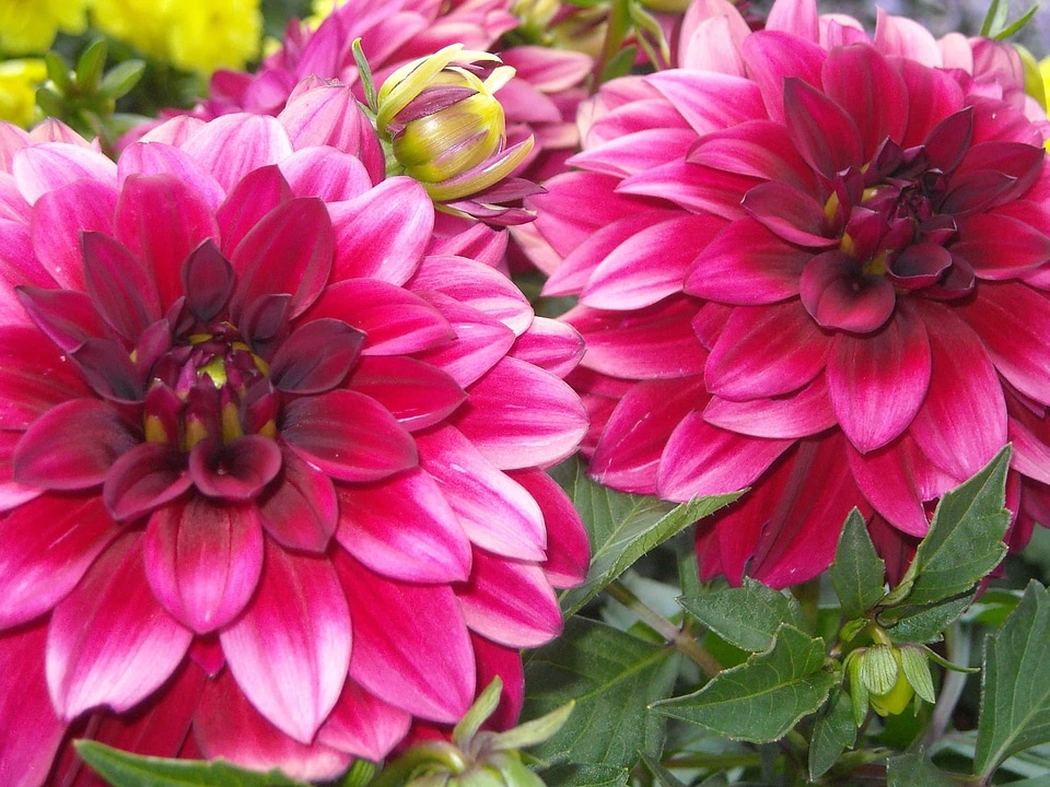 Beautiful beautiful flowers bloom