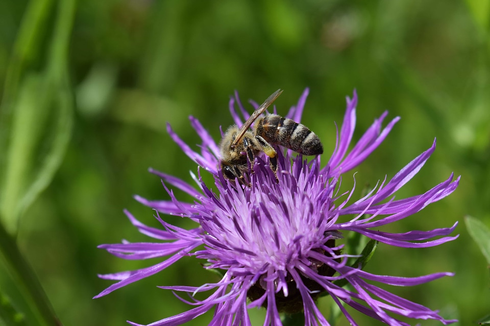 Animal arthropod beautiful flowers