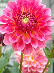 Beautiful beautiful flowers bloom