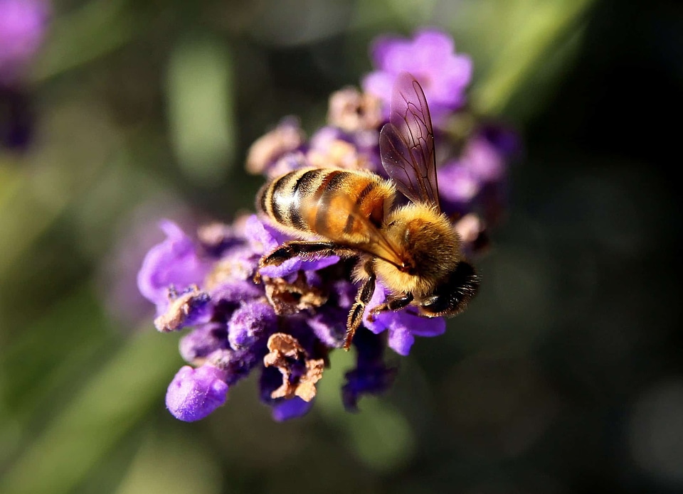 Animal arthropod beautiful flowers