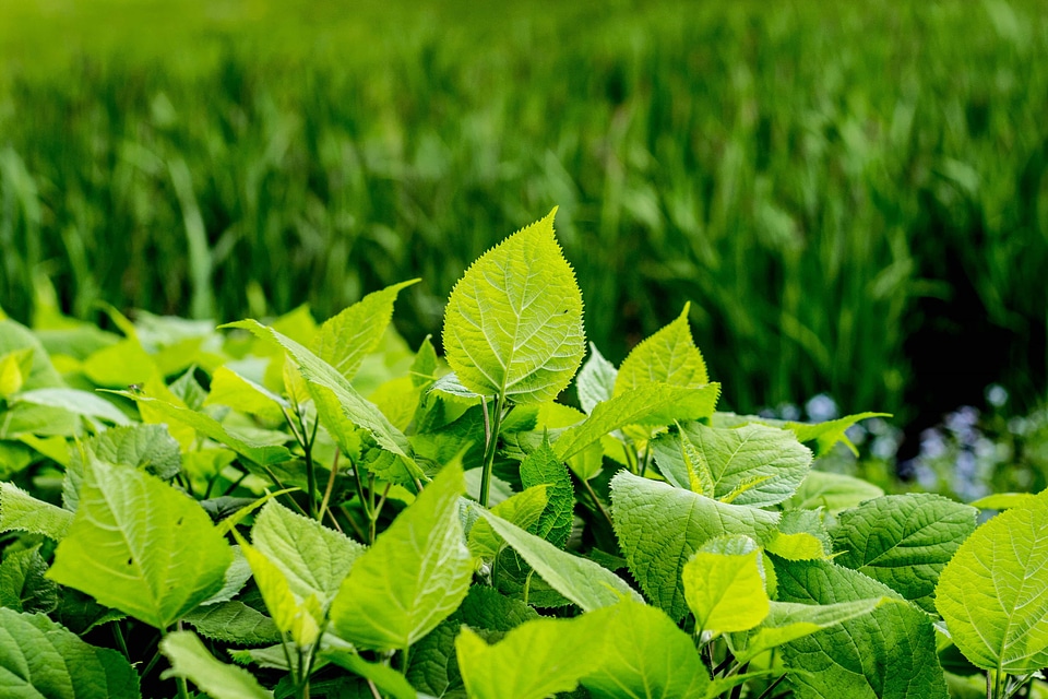 Agriculture environment field photo